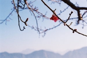 鹿谷(底片)