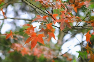台106縣道,楓葉也紅了 by 阿俊