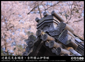 日本賞櫻【夜櫻紀山井寺‧炭燒烤粗到翻】