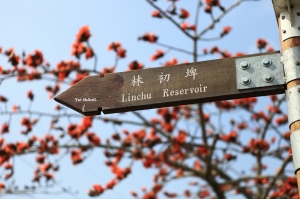 台南 木棉鐵馬道