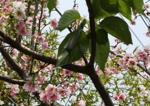 與眾不同的_墨染櫻-下 _by jyp.