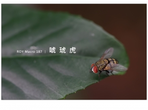 ROY Macro 187 │ 唬 琥 虎