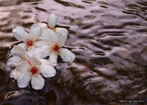 水桐花