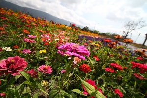 花東行之池上花海