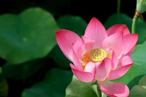 中興新村 荷花