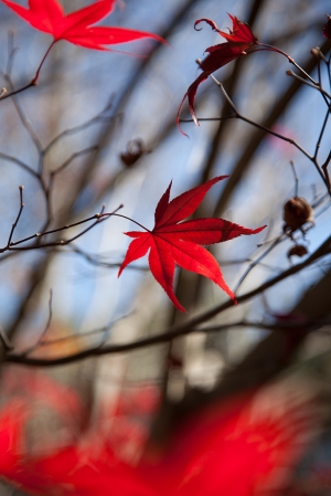 追楓之旅-賞楓篇[二]