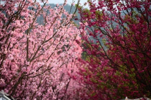 陽明山櫻花林和附近的櫻花2/28