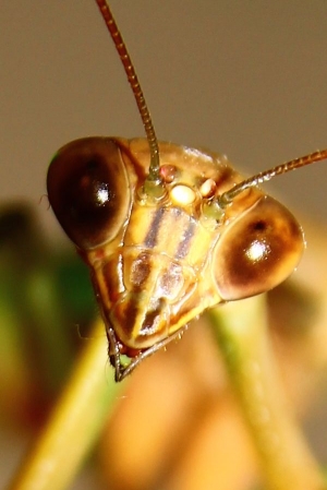 第一次拍生態~~~突然闖入的異型MD~