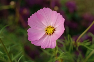 大安森林公園 花展 之 50mm macro