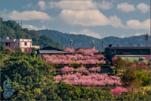 陽明山平菁街42巷．櫻