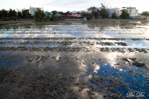 1010213 高美濕地-春回大地