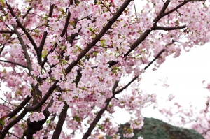 2011年3月13《天元宮櫻花--人比花多》