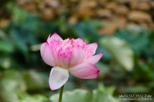 [綸爸] 一枝獨秀