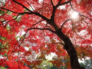 秋 - 京, 阪, 奈