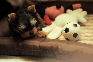 狗兒子照(乖乖)