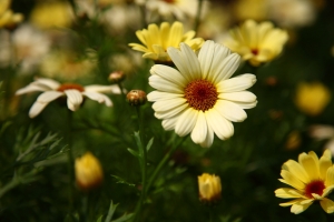 無敵兔初體驗-拍拍花草散散心