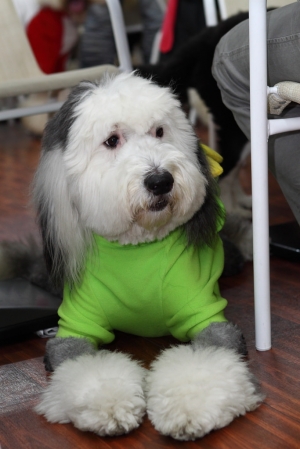 聖誕狗趴(古代+女王)