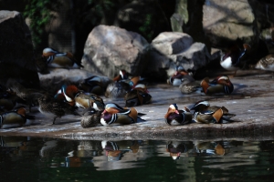 上海動物園(鳥篇)