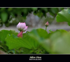 荷藍天有約 ~Allen~