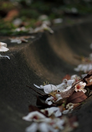 還掌握不到感覺的油桐花～