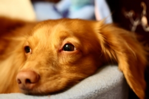 長毛臘腸犬