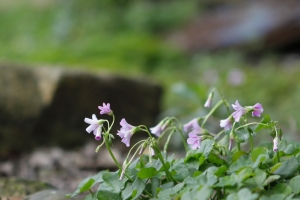 隨處可見的紫花酢醬草