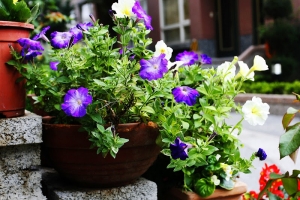 17-40L 隨手拍花草.......