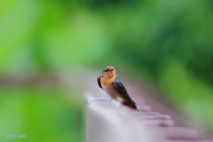 等不到鷹，只好隨拍洋燕