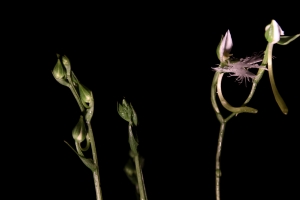 日本鷺草Habenaria radiata