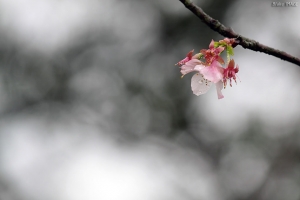 櫻花雨