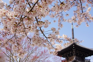 京都の桜