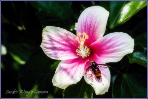 2012 杰克的隨拍 (29) 拍銀河不必上石門山