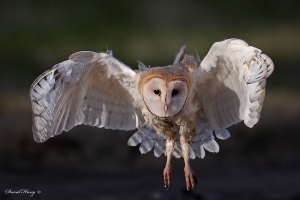 Lechuza de Campanario-2