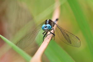 100mm的眼對眼攝影