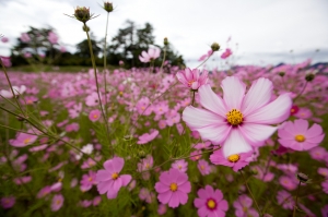 福壽秋菊 ~爆肝達人~