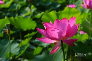 初訪夏荷＠中興新村