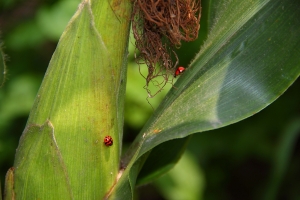 花草、小蟲篇-bevis