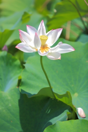 迴旋曲2(高光色調)