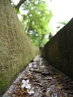 0428承天禪寺--油桐花
