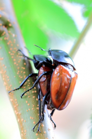 2011.10.2觀音山、挖子尾