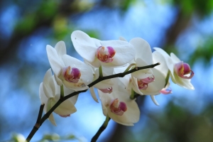 都會公園賞蘭去