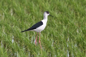 高蹺鴴-恩愛夫妻篇