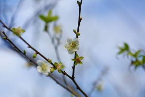 宅男po圖之自討(梅)趣