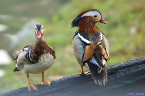 【兩種彩色鴨】