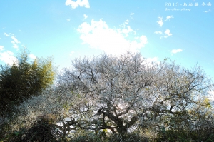 2013 南投 烏松崙。冬梅