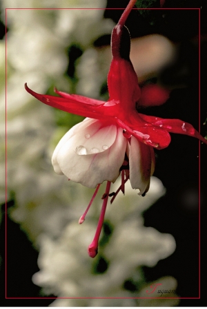 給愛花的攝影者- 花要怎麼拍呢?