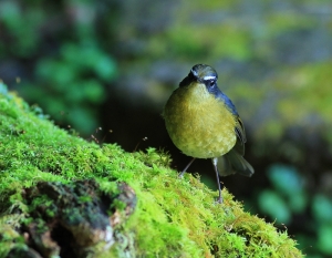 456打鳥記 - 白眉林鴝公鳥