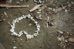 黏黏 _ 思念 四月 桐花情