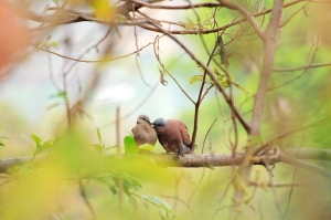 高美館普鳥