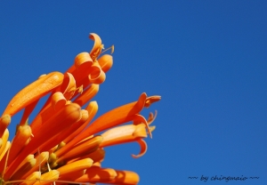 橘紅火焰--炮仗花